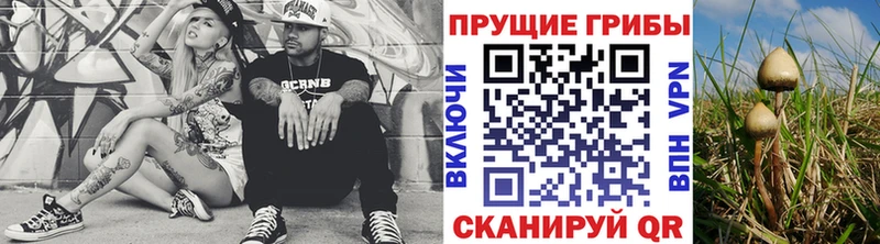 закладки  Удомля  Псилоцибиновые грибы Psilocybine cubensis 